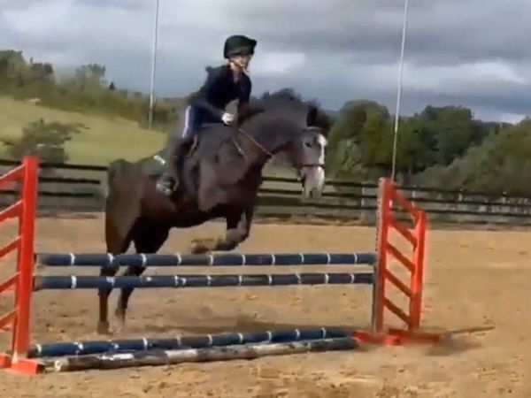 5 y.o. 16.2 hh Gelding – Competition Prospect - Main image