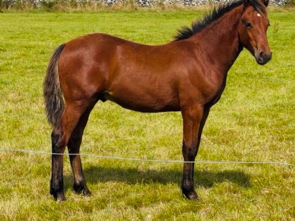 Connemara colt foal - Main image