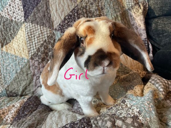 minature lop eared rabbits! - Main image