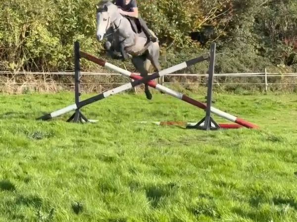 Connemara Pony clifton lot 362 - Main image