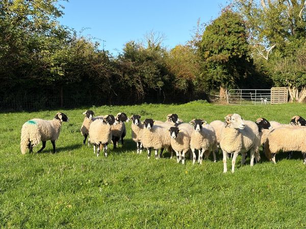 Swaledale Ewe Lambs - Main image
