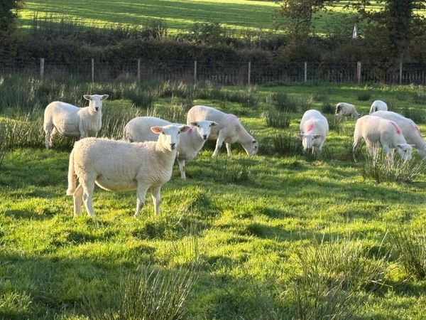 Easy Care ewe lambs - Main image