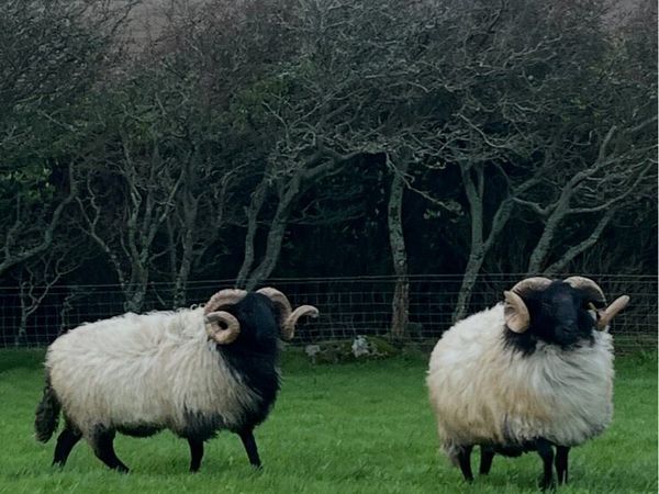Blackface Hogget Rams - Main image