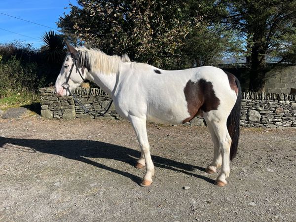 15 hand cob gelding - Main image