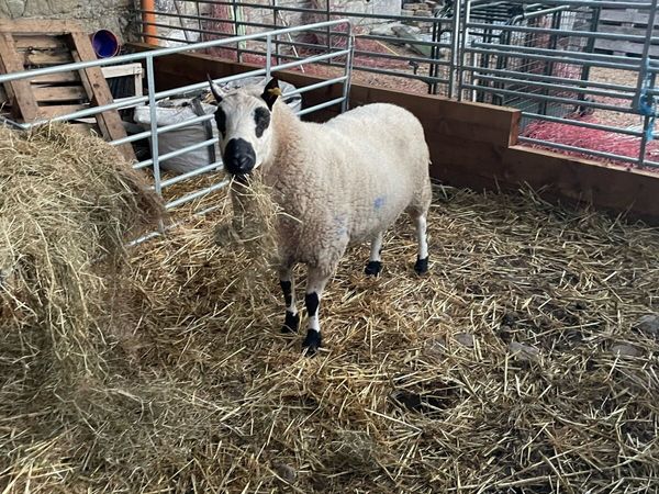 Kerry Hill aged Ram - Main image