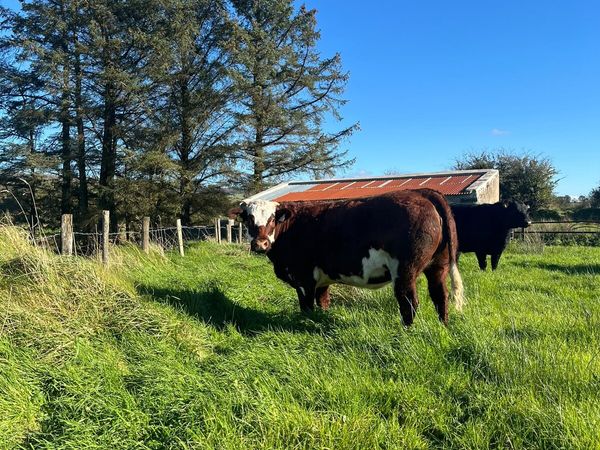 🔥🔥Super Belgian Blue In-calf Heifer for sale🔥🔥 - Main image