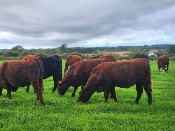 ORGANIC 14 SUPER 5* Heifers 8 Salers 6 CH - Main image