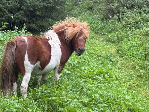 3 Shetland ponies - Main image