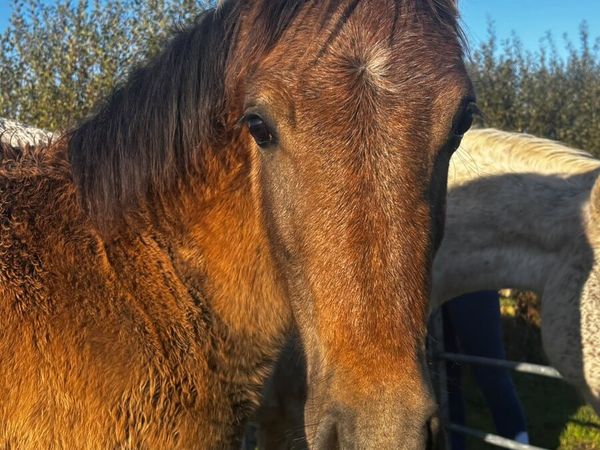 Class 1 Connemara Broodmare with 6 month filly - Main image
