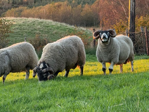 Lanark Rams - Main image