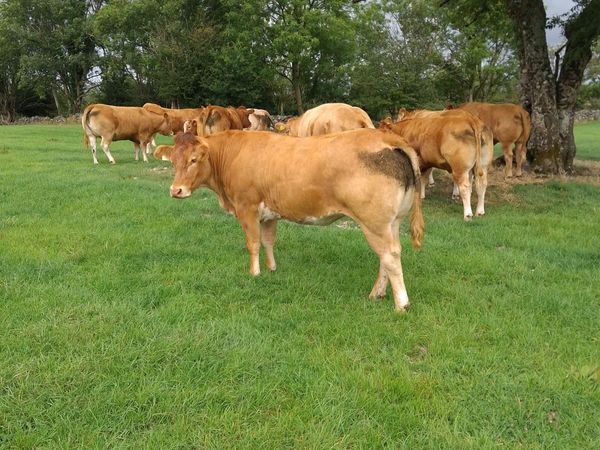 Quality Springers coming to Balla Mart. - Main image
