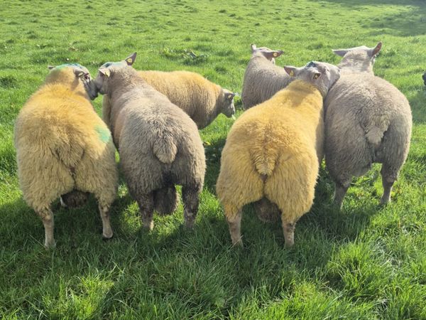 PB ram lambs - Main image