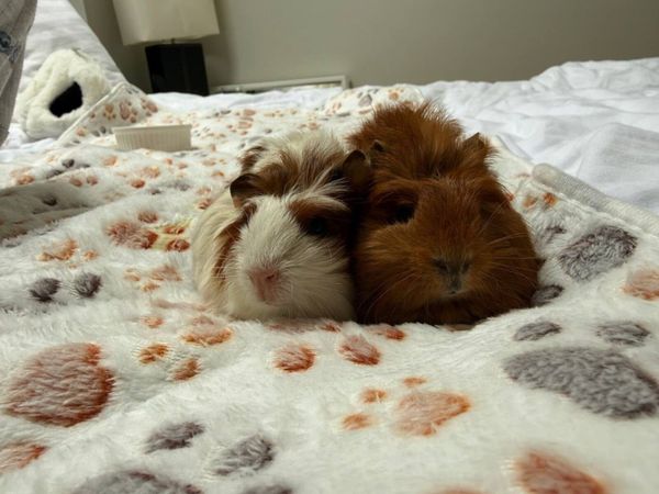 Guinea pigs + cage for free - Main image