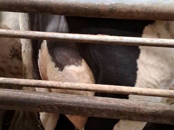 Cow to rear calves - Main image