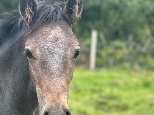 ⭐️Colt foal for Clifden⭐️ - Main image