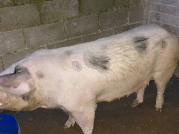 Sows - Main image