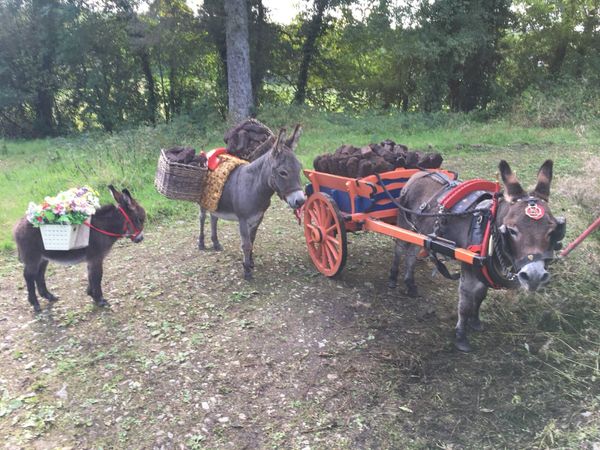 Miniature Mediterranean Donkeys - Main image