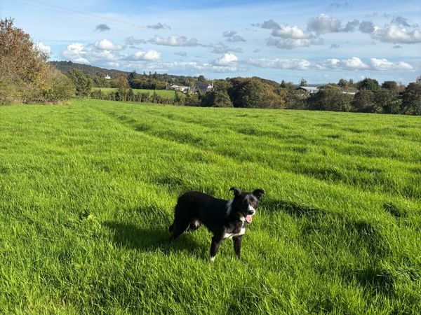 Winter grazing wanted - Main image