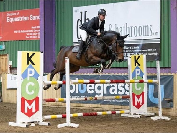 Top amateur horse for sale - Main image