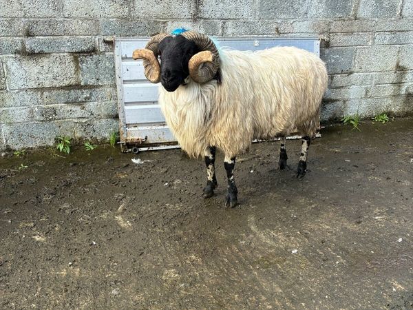 Horned rams - Main image