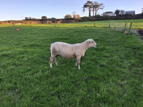 Pedigree Charollais Ram 2.5 Years Old - Main image