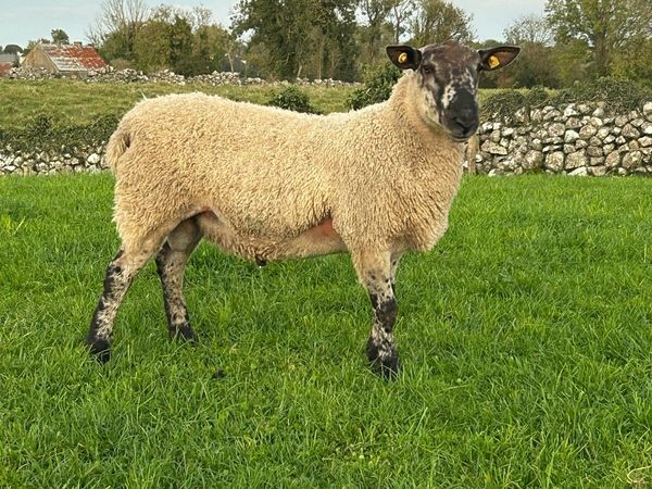 Blue Leicester hogget ram - Main image