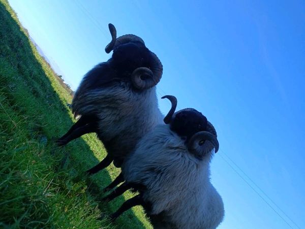 Hogget rams and ram lamb - Main image