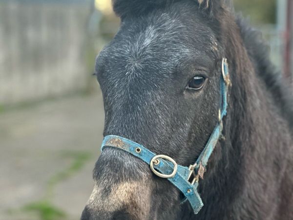 ⭐️Colt Foal for Clifden ⭐️ - Main image