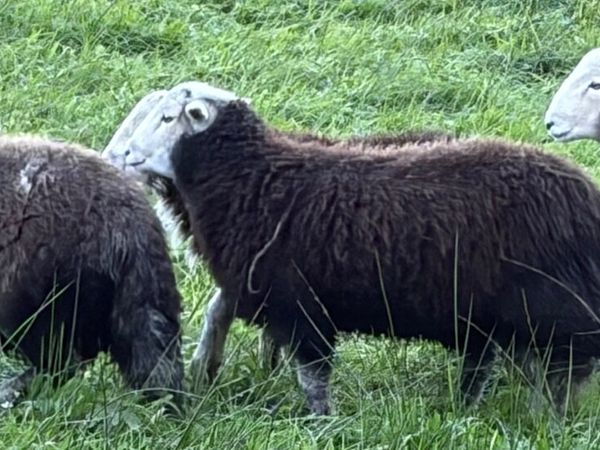 Pure Bred Uncrosses Herdwick Ram Lambs - Main image