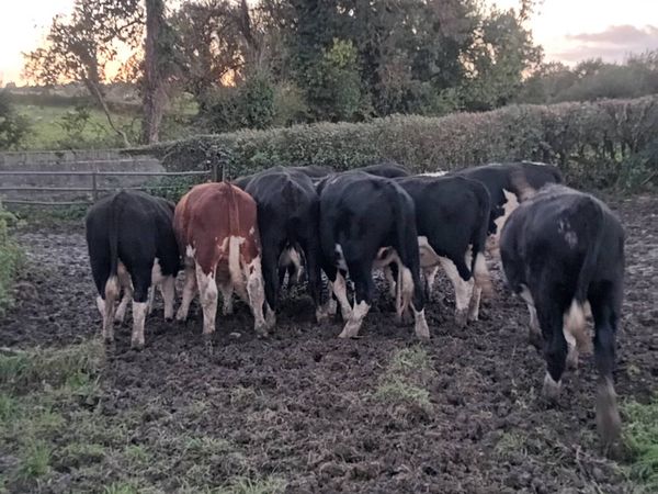 14 quality hereford bullocks,lots 317 to 321 - Main image