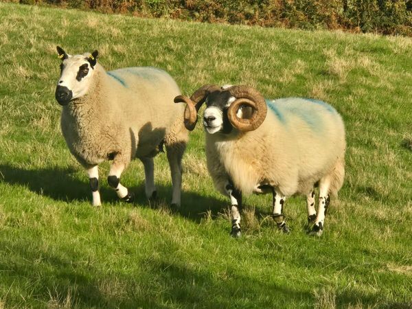 Rams - Main image
