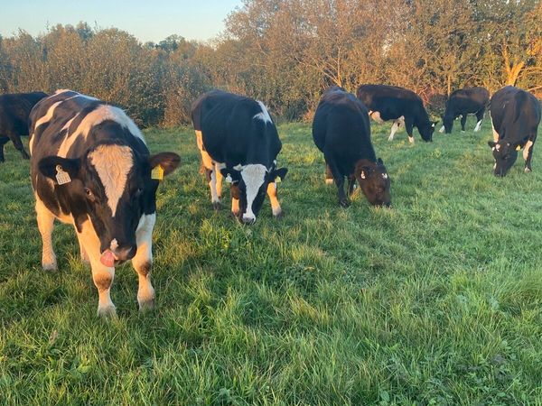 Bullocks - Main image