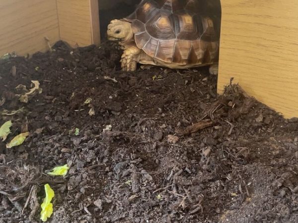 Sulcata Tortoise with setup - Main image
