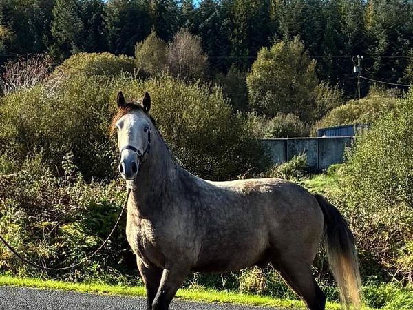 3yr old Connemara Gelding - Main image