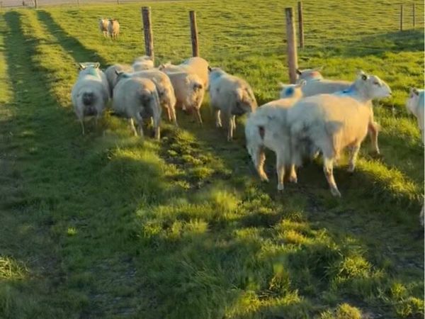 Lambs - Main image