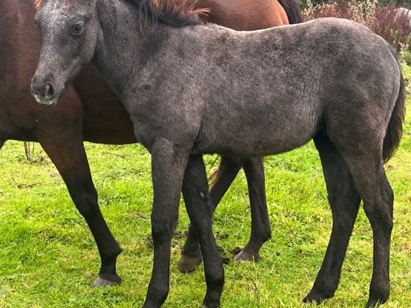 Connemara x TB colt foal - Main image