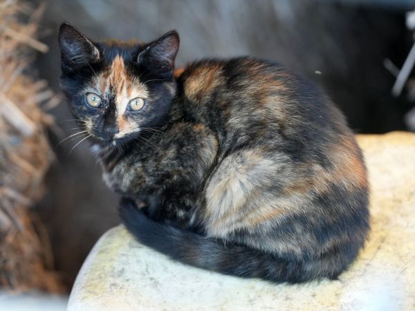 3 Beautiful Kittens - Main image
