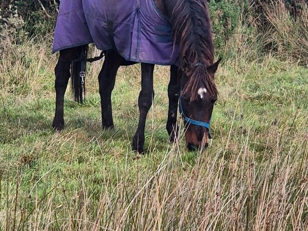 Horse - Main image