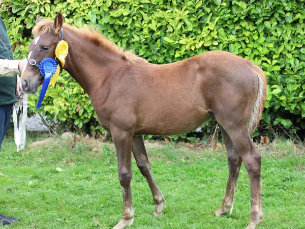 ISH filly - Main image