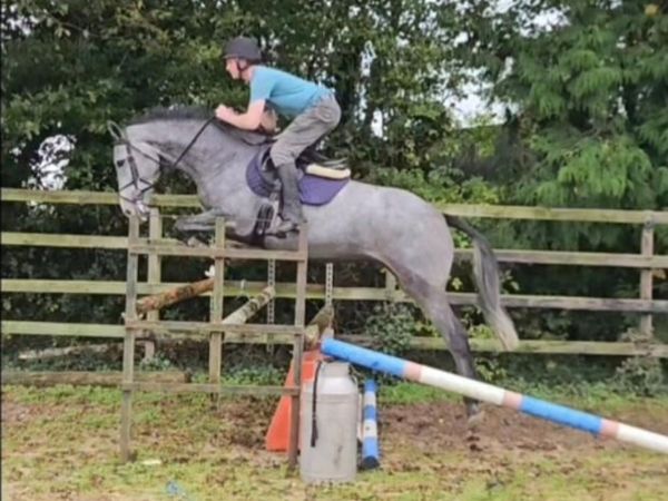 Lot 61 Goresbridge Tuesday Riding Mare 5yr - Main image