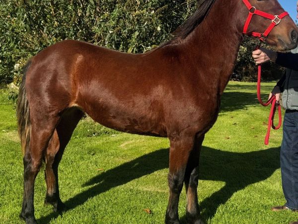 Top Quality Connemara Yearling Filly - Main image