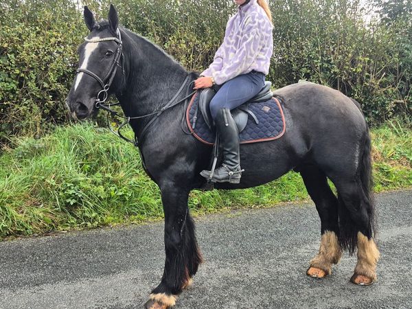 Quality 5yr old gelding - Main image