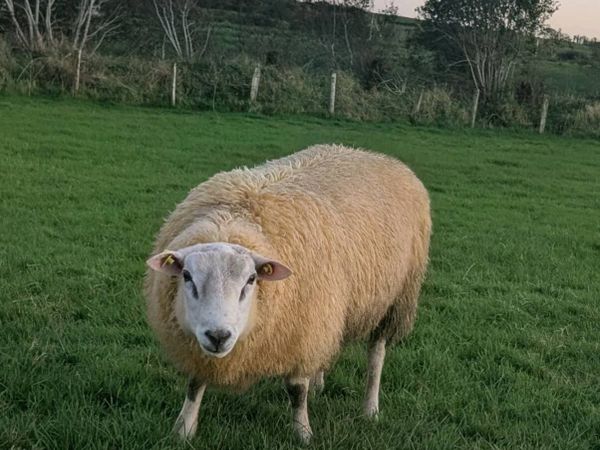 Pedigree Belclare Rams, SIS - Main image