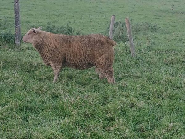 Sheep - Main image