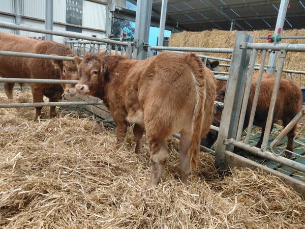 Exceptional Weanlings for Castlerea 22/10 - Main image