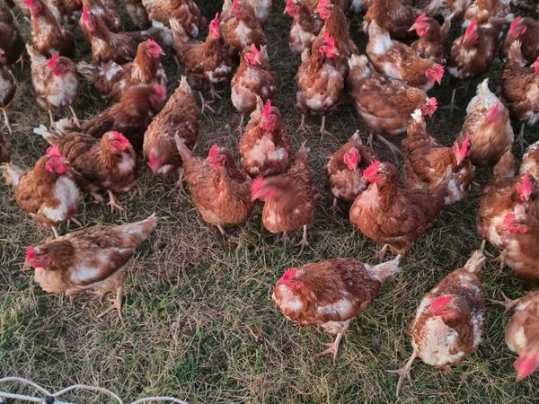Hens - Main image