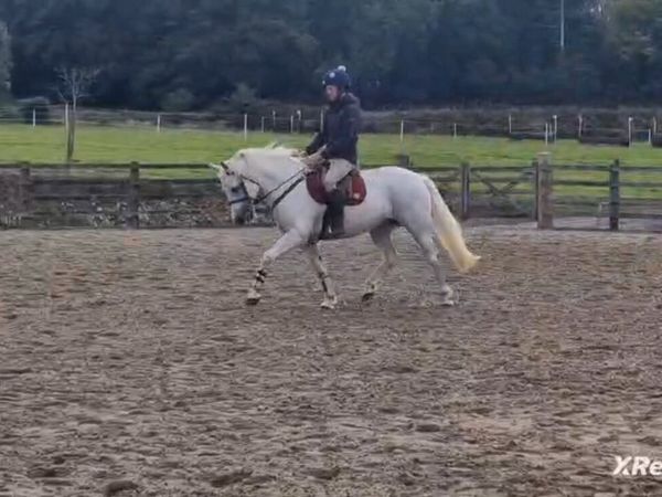 10year old connemara mare for Clifden Friday - Main image