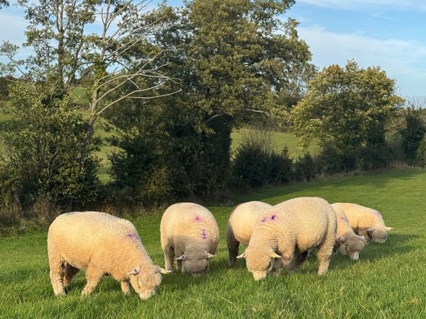 Dorset Ewe Lambs - Main image