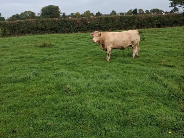 11 springer heifers - Main image