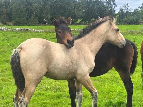 Foals heading to clifden - Main image